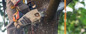 How Our Tree Care Process Works  in  Coleman, TX