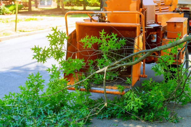 Trusted Coleman, TX Tree Care Services Experts